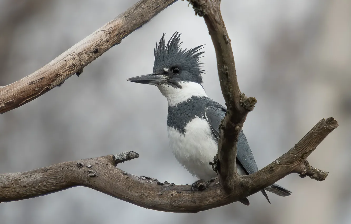 Photo wallpaper branches, grey, background, bird, Kingfisher, crest