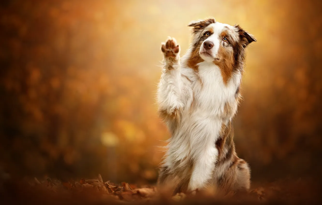 Photo wallpaper autumn, leaves, pose, background, paw, dog, Australian shepherd, Aussie