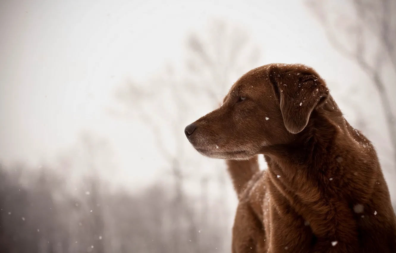 Photo wallpaper look, each, dog