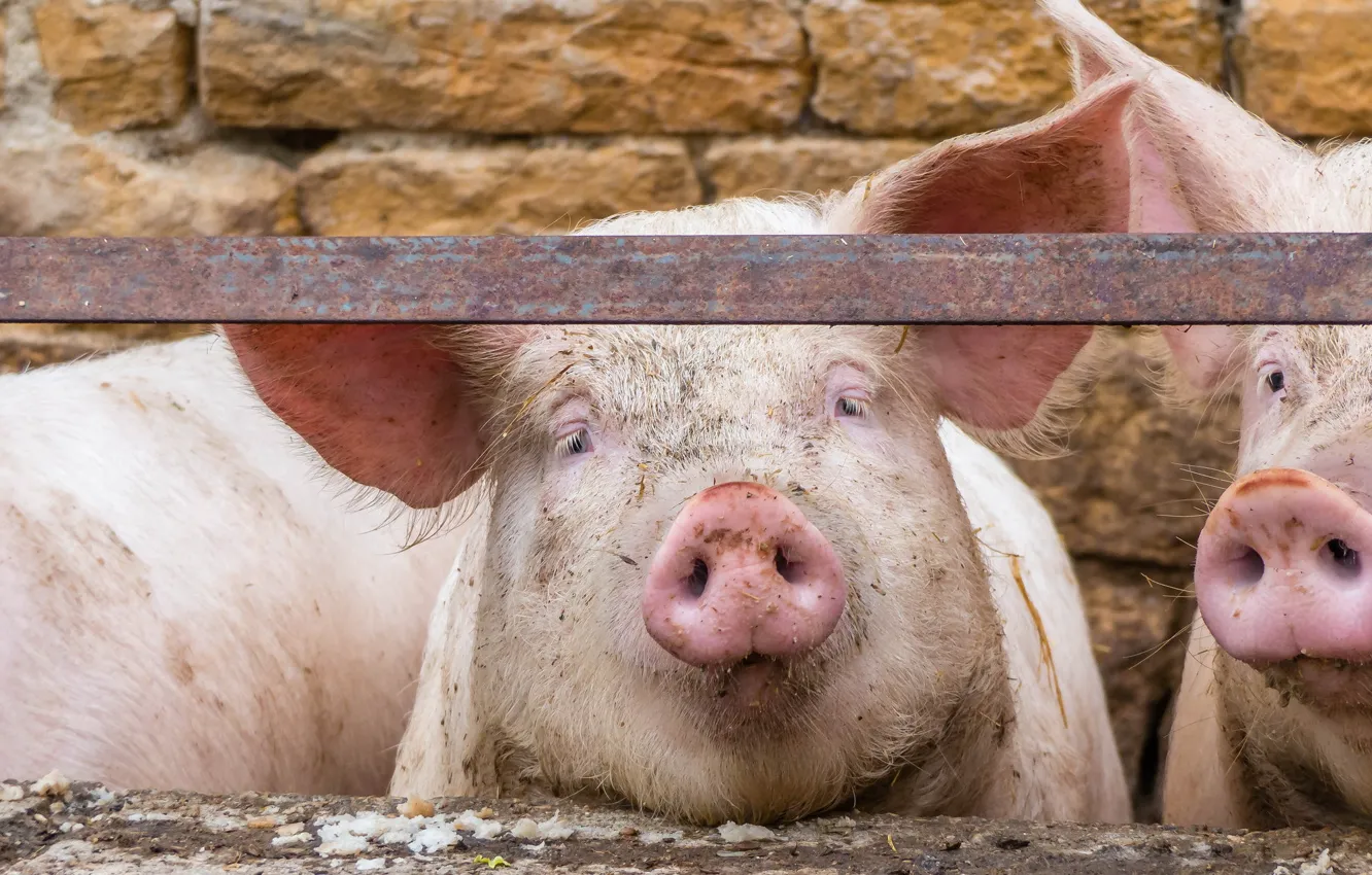 Photo wallpaper look, background, pig