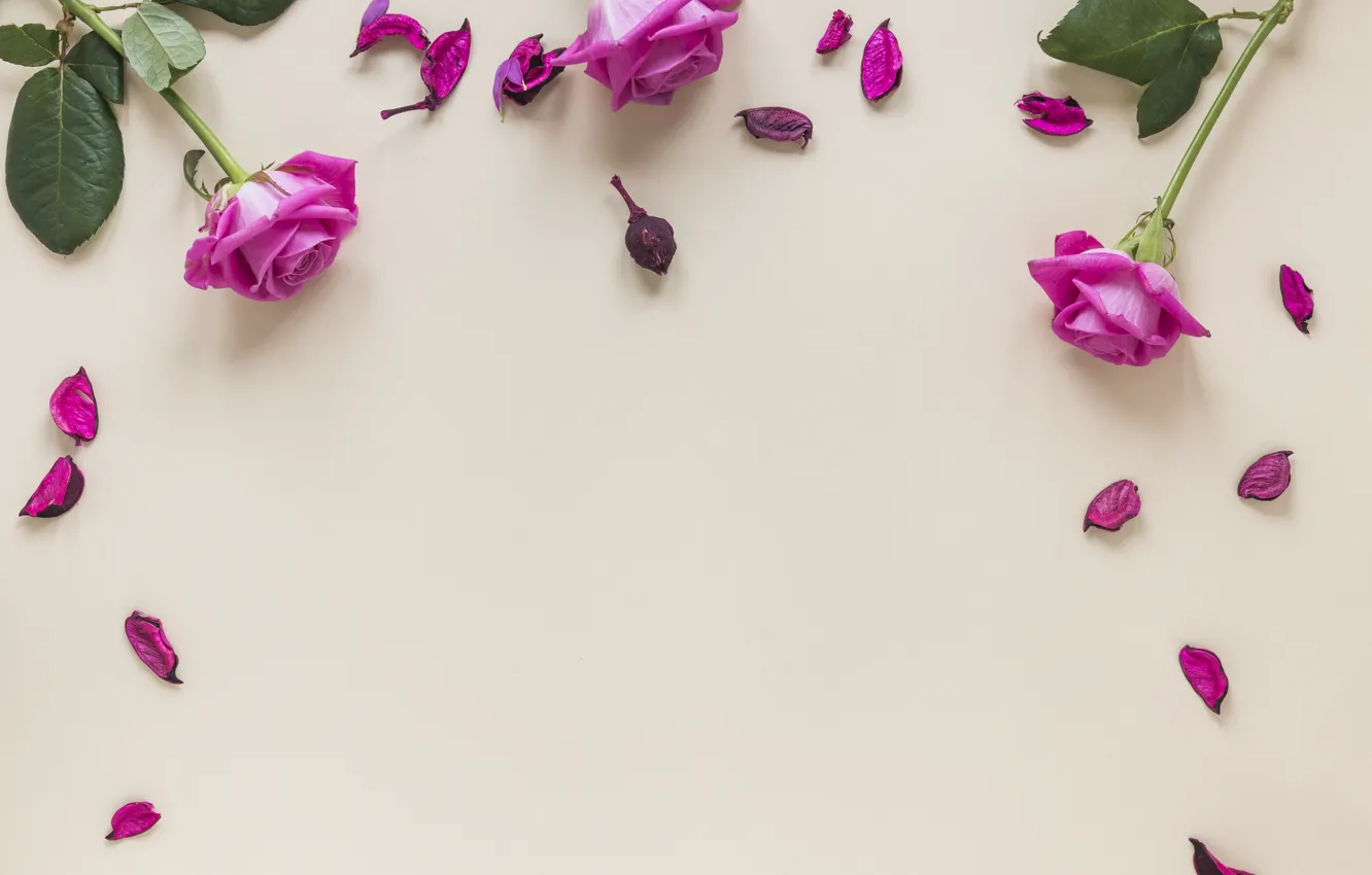 Photo wallpaper flowers, roses, petals, pink, pink, romantic, petals, roses