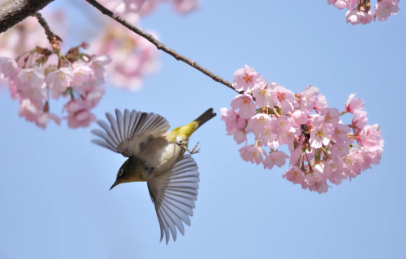 Photo wallpaper flight, branches, cherry, bird, spring, blooming