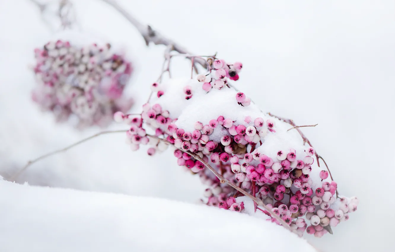 Photo wallpaper winter, snow, branch, Berries, pink, time of the year