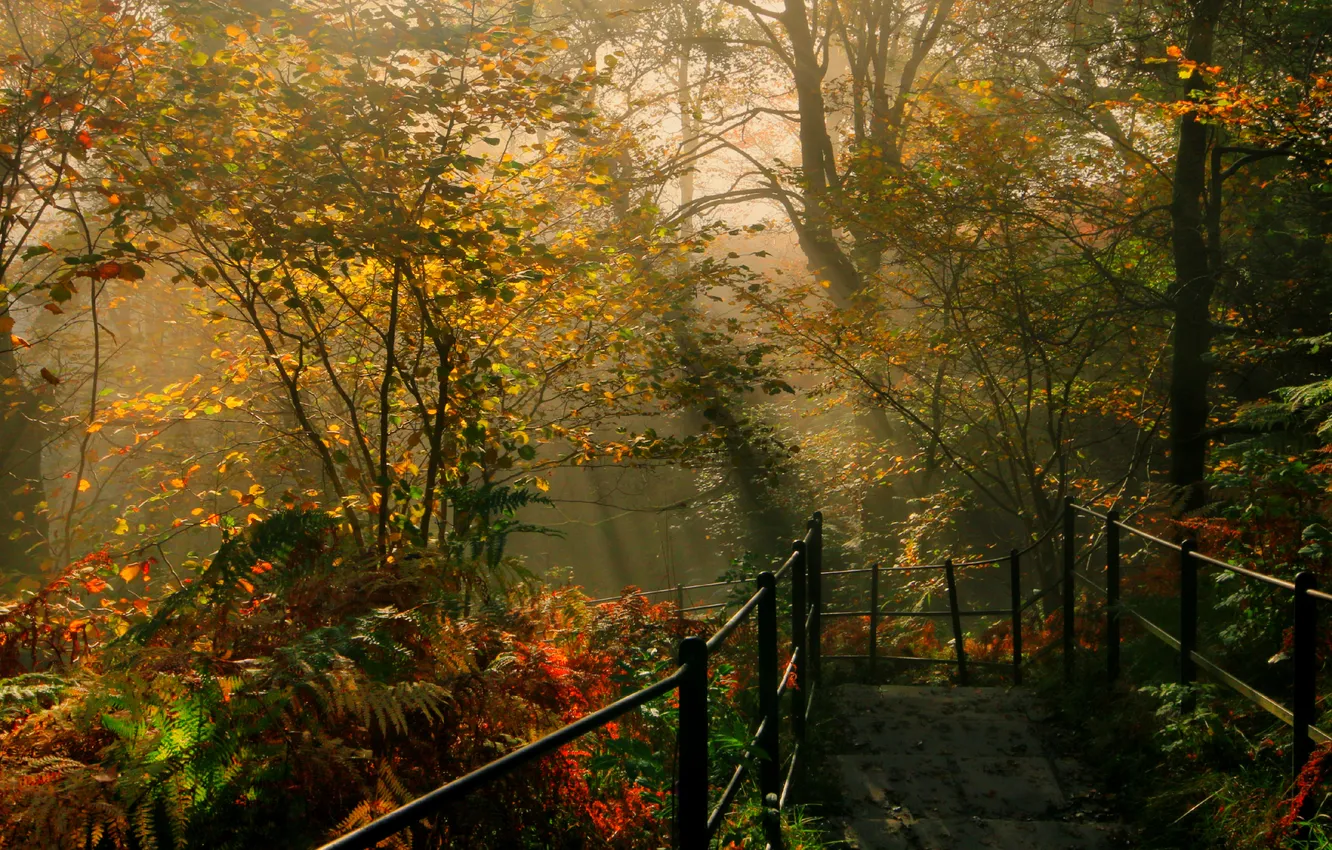 Photo wallpaper autumn, the sun, trees, Park, the descent, England, railings, the bushes