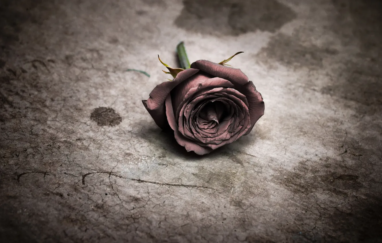 Photo wallpaper flowers, background, roses