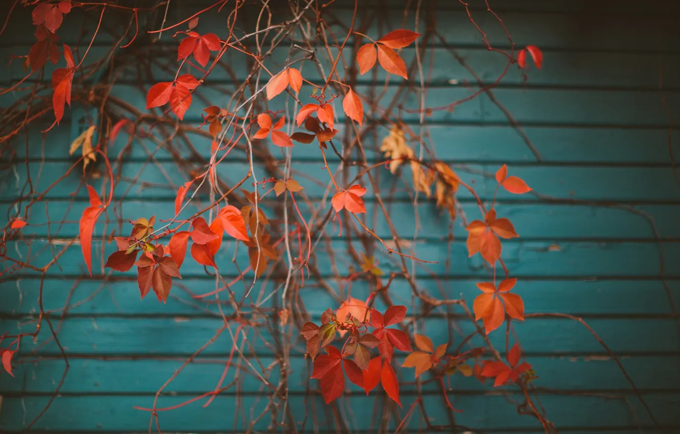 Photo wallpaper leaves, branches, tree, orange