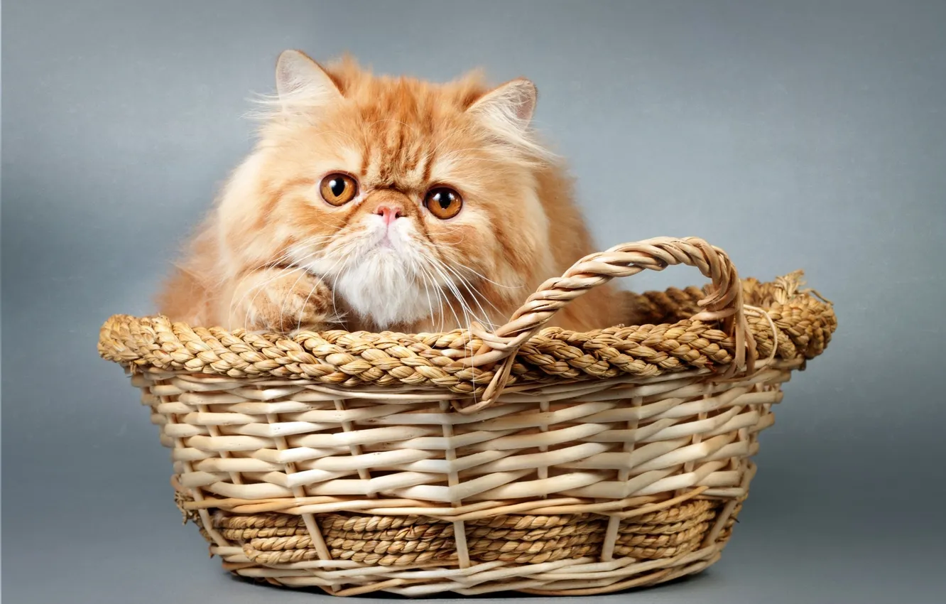 Photo wallpaper basket, kitty, kitty, basket