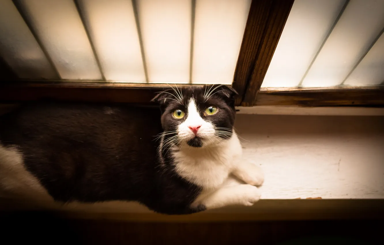 Photo wallpaper cat, look, window