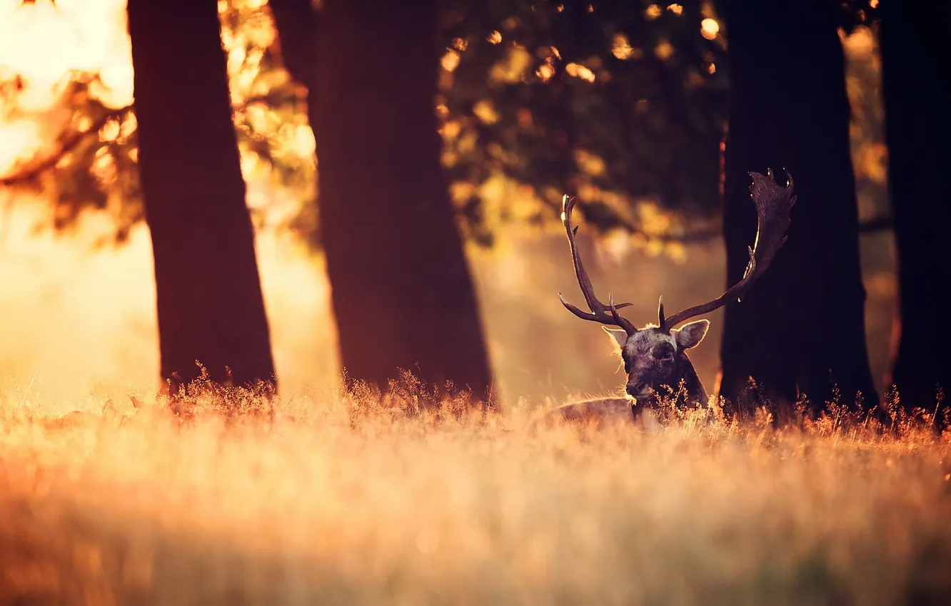 Photo wallpaper forest, nature, deer, morning