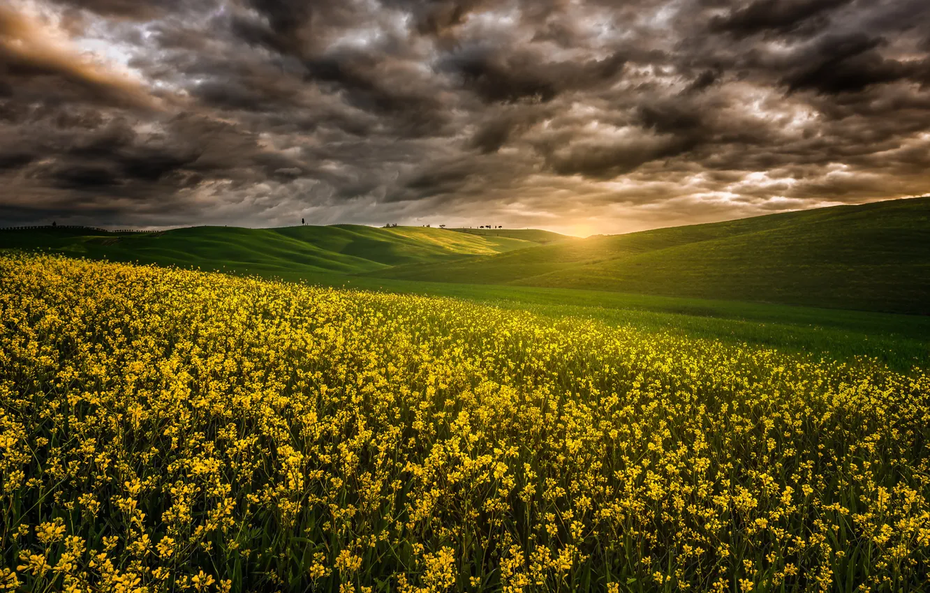 Photo wallpaper field, summer, the sky, rays, clouds, nature, rape