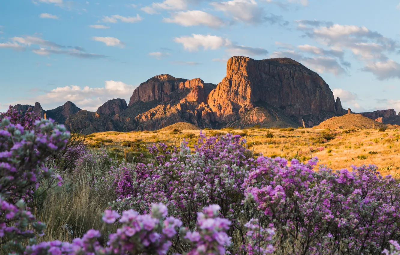 Photo wallpaper field, clouds, light, flowers, mountains, rocks, the bushes, Azalea