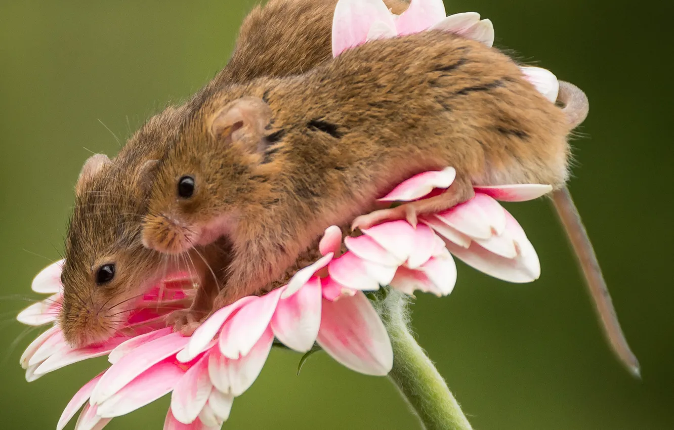 Photo wallpaper flower, macro, a couple, mouse, gerbera, The mouse is tiny, Harvest mouse