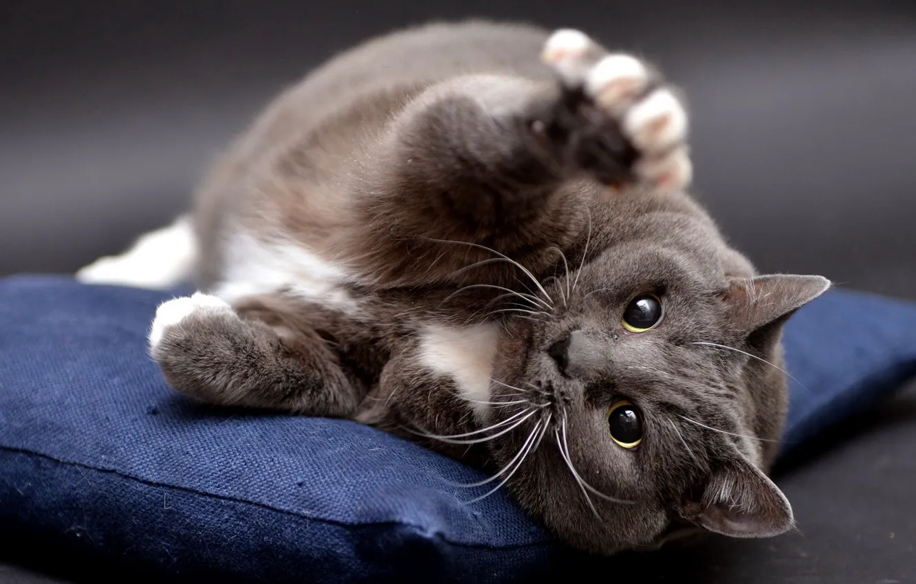 Photo wallpaper cat, cat, look, pose, grey, background, pillow, paws
