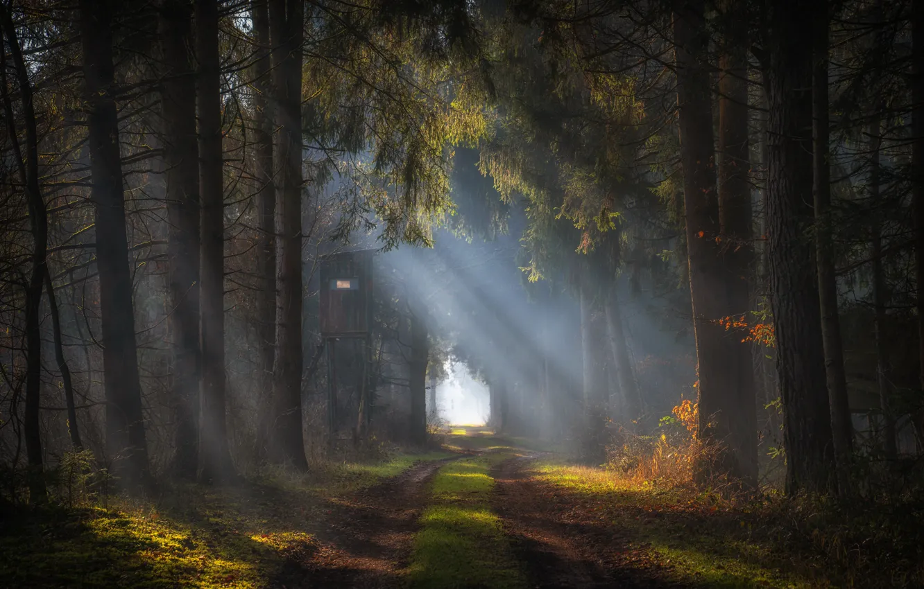 Photo wallpaper road, forest, the sun, rays, light, branches, fog, shadow