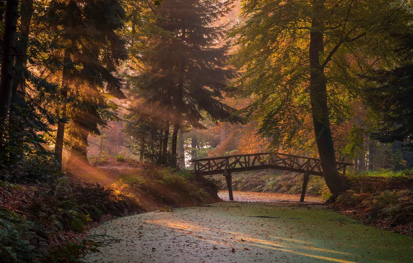 Photo wallpaper autumn, forest, the sun, rays, light, branches, bridge, fog
