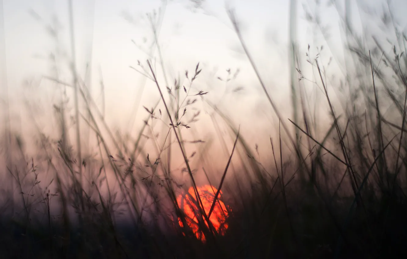 Photo wallpaper grass, the sun, macro, sunset, bokeh
