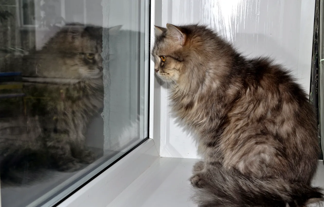 Photo wallpaper cat, reflection, window, grey.