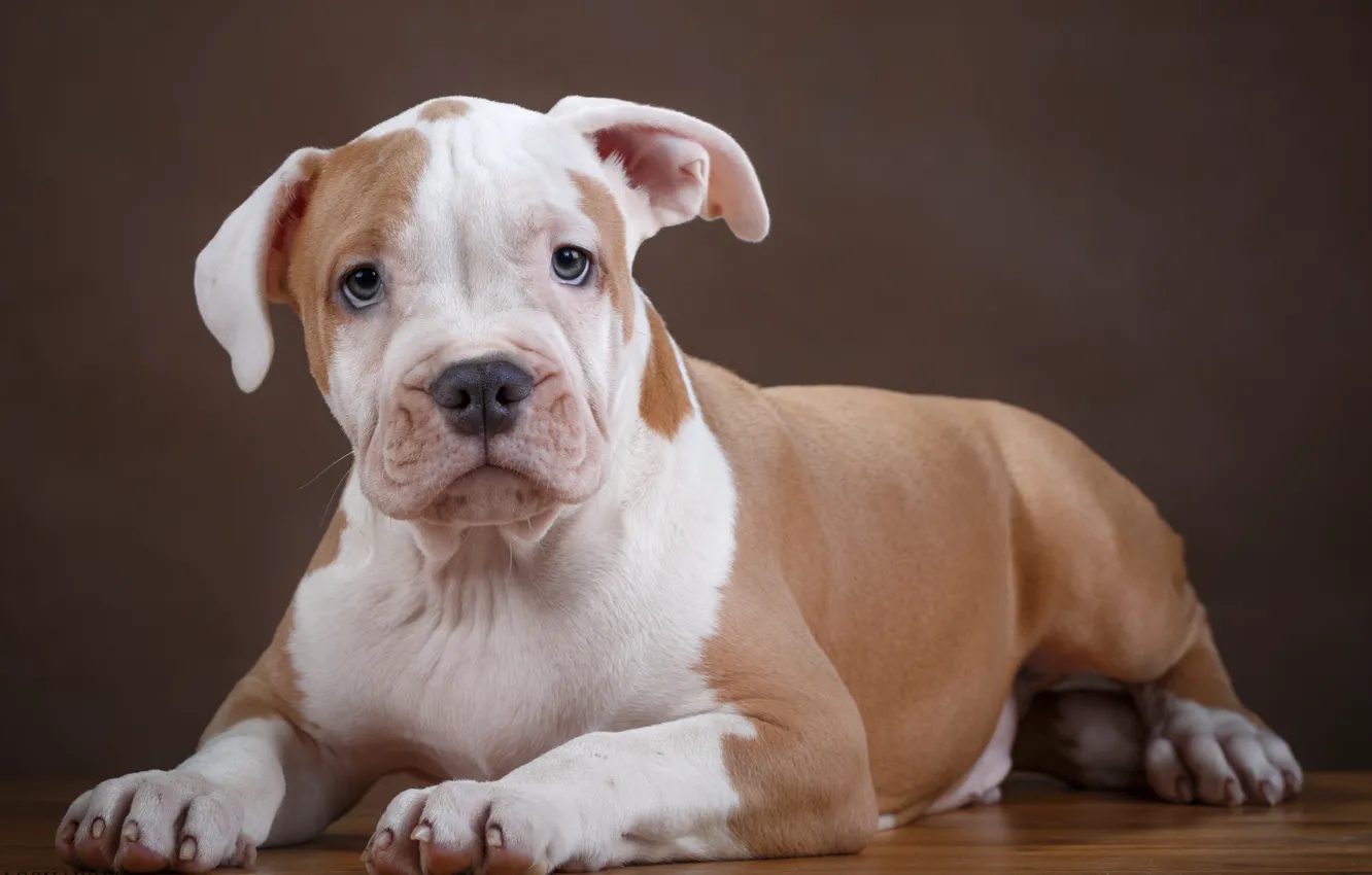 Photo wallpaper puppy, pit bull, spotted