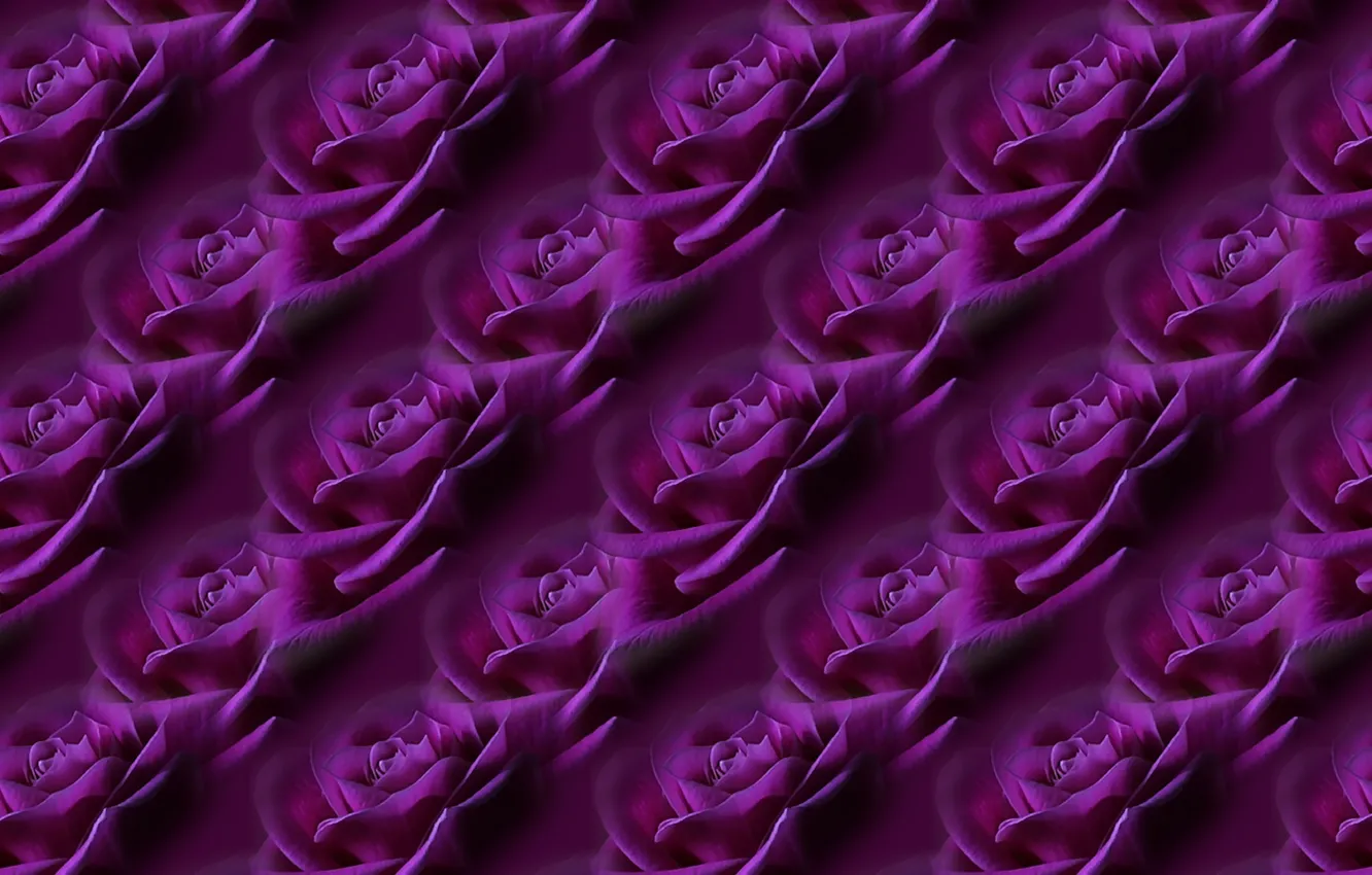 Photo wallpaper flower, background, rose, texture