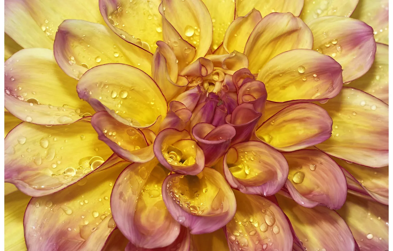 Photo wallpaper flowers, petals, dahlias