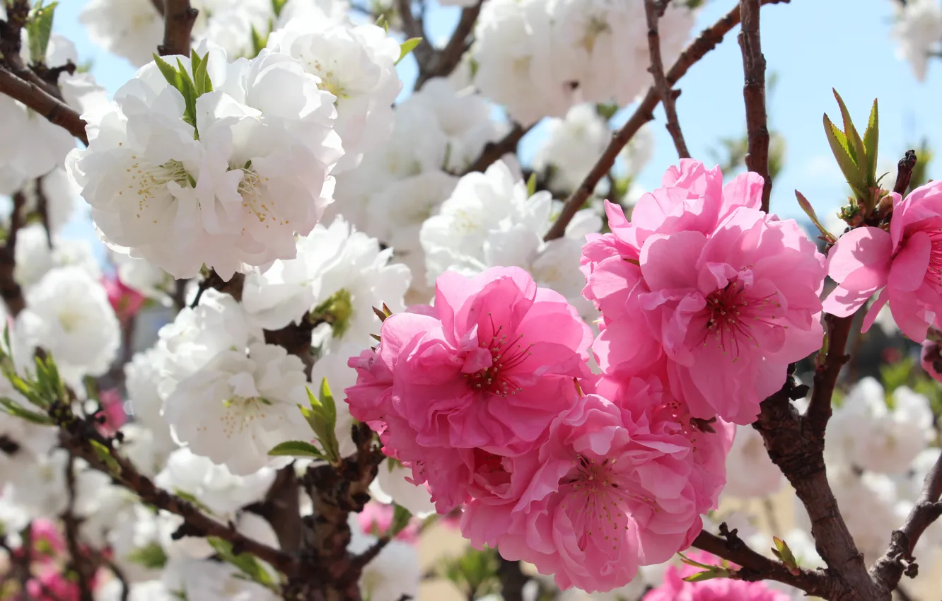 Photo wallpaper macro, flowers, branches, spring, Sakura, Asia, pink, white