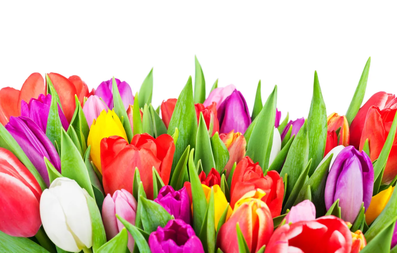 Photo wallpaper colorful, tulips, flowers, tulips