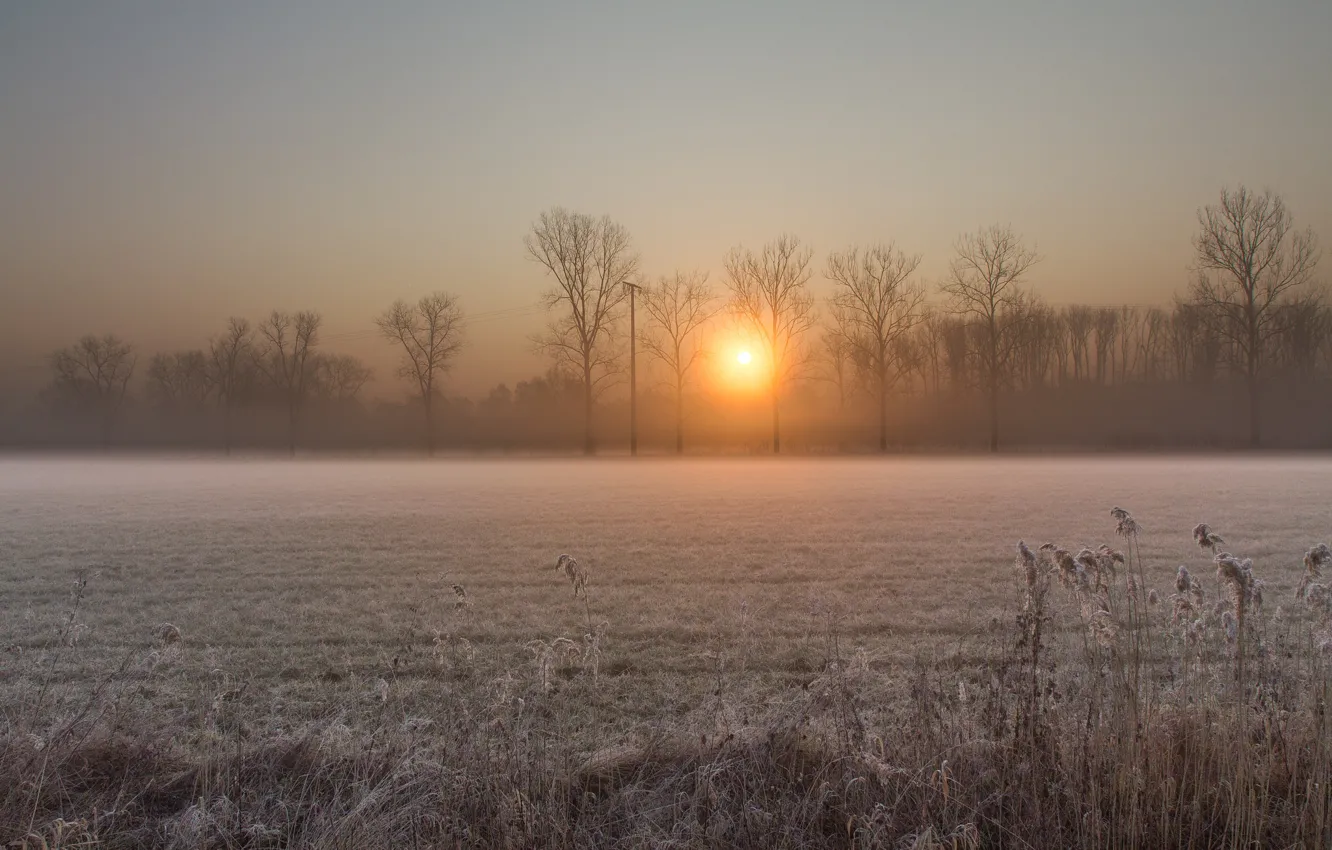 Photo wallpaper winter, frost, field, the sun, trees, sunrise, dawn, morning