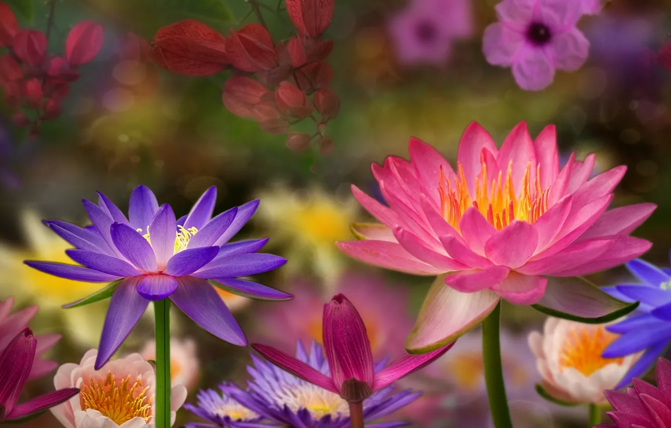 Photo wallpaper flowers, background, water lilies