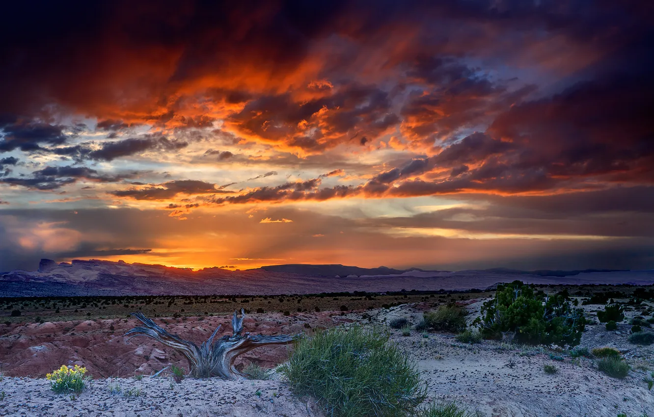 Photo wallpaper the sky, trees, paint, desert, valley, the bushes, Dry