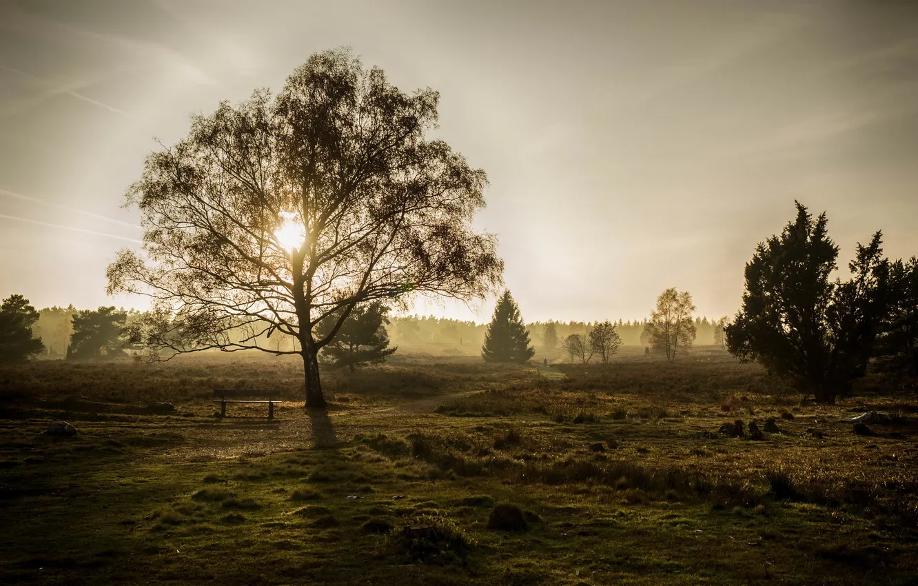 Photo wallpaper trees, fog, morning, bench