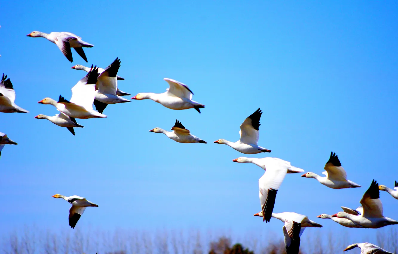 Photo wallpaper white, Canada, nature, autumn, birds, fly, blue sky, duck