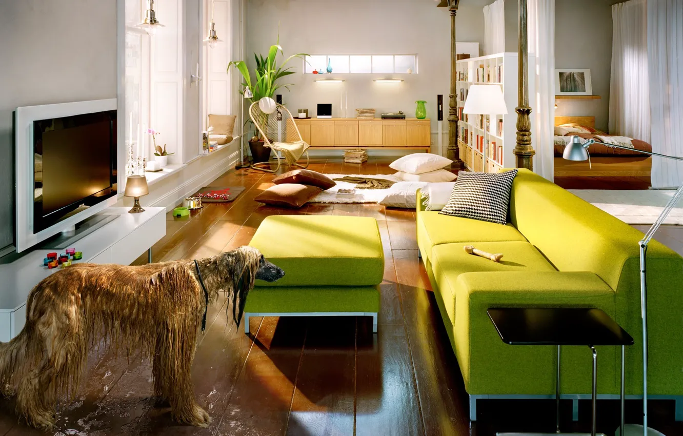 Photo wallpaper furniture, dog, puddle, Room