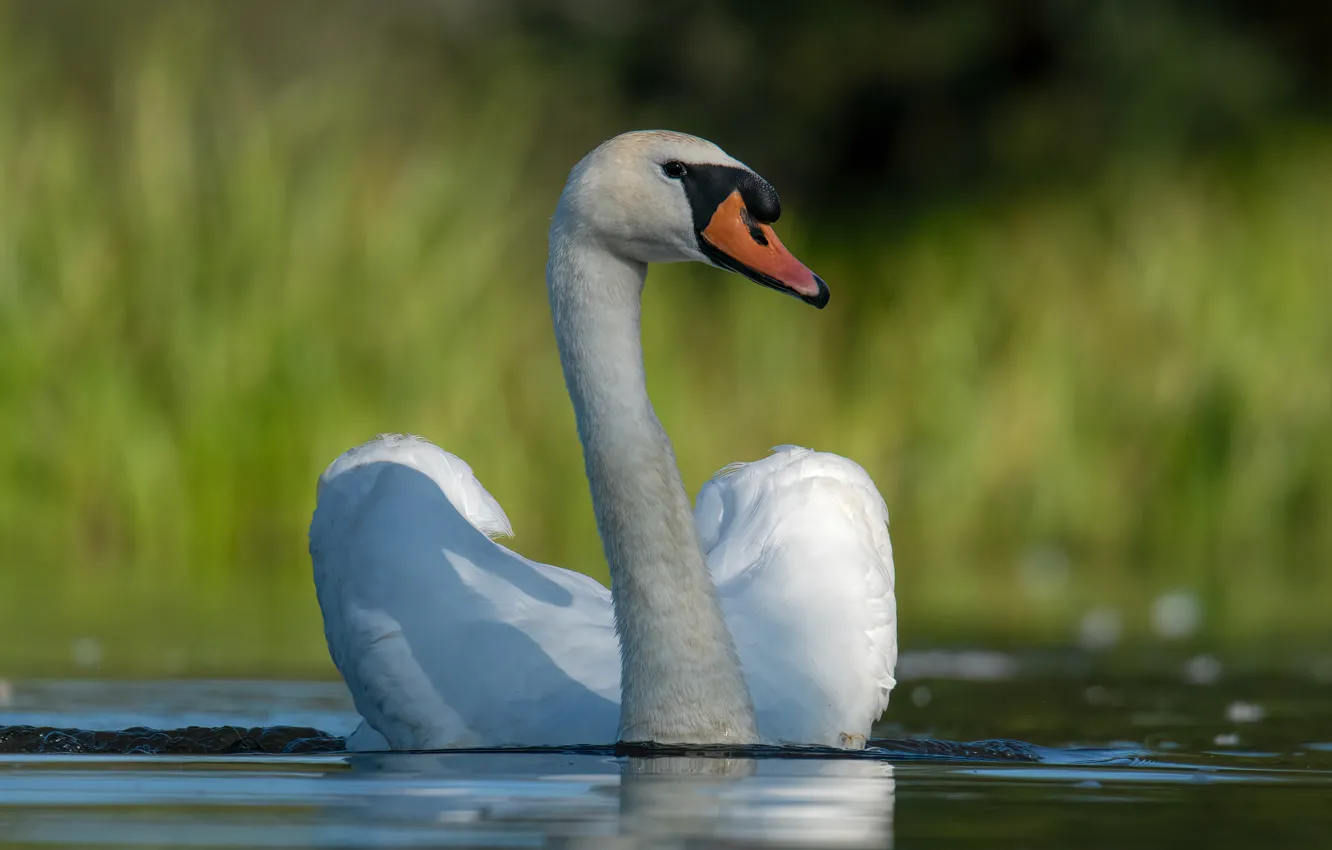 Photo wallpaper white, water, background, bird, Swan, pond, swimming, handsome