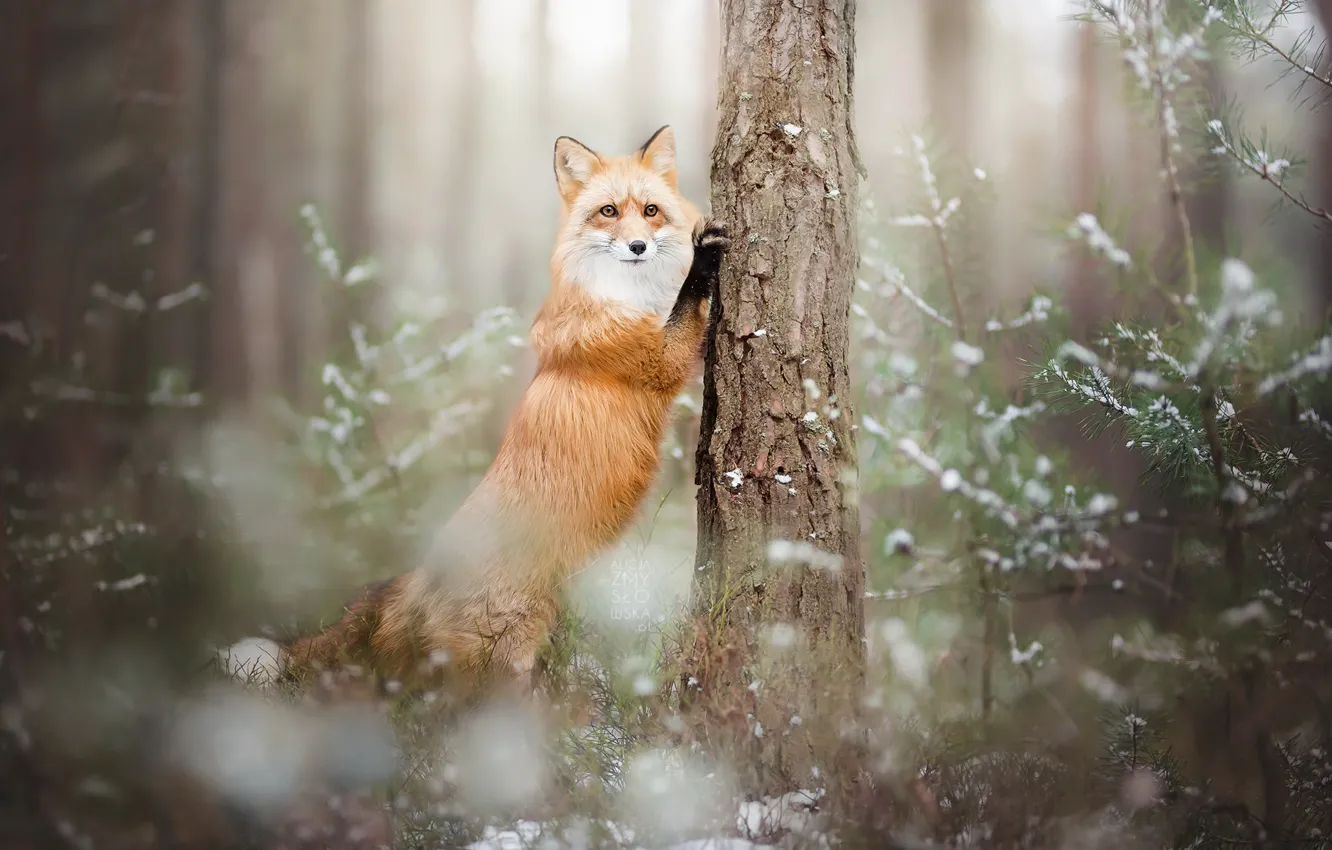Photo wallpaper winter, forest, Fox