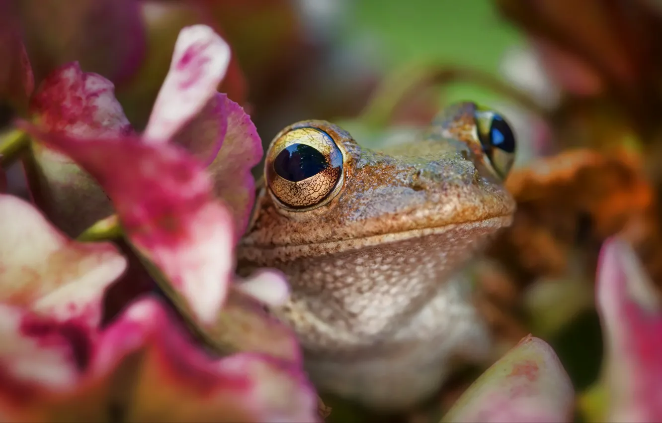 Photo wallpaper eyes, look, macro, flowers, background, frog, blur, face