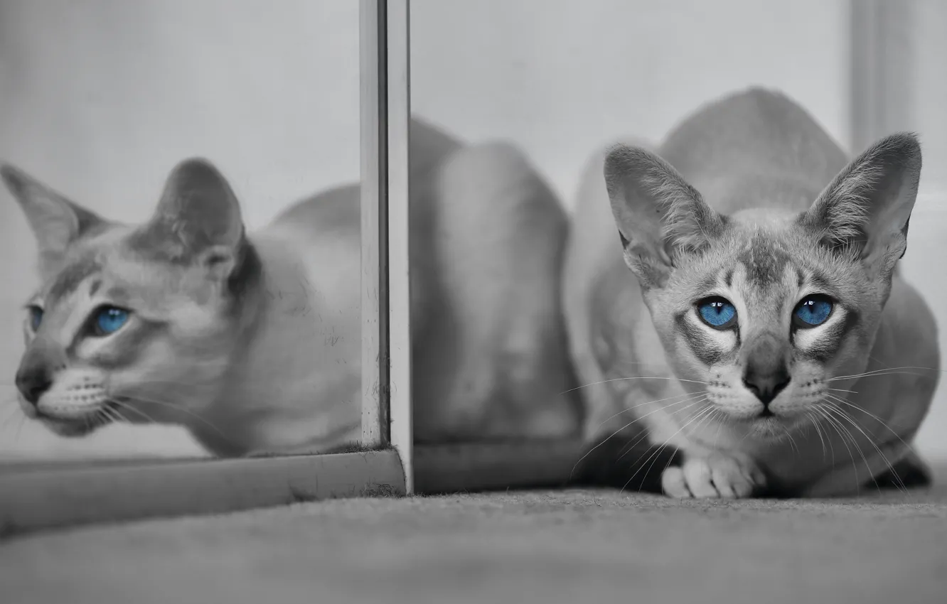 Photo wallpaper cat, cat, look, reflection, muzzle, blue eyes, monochrome, Oriental cat