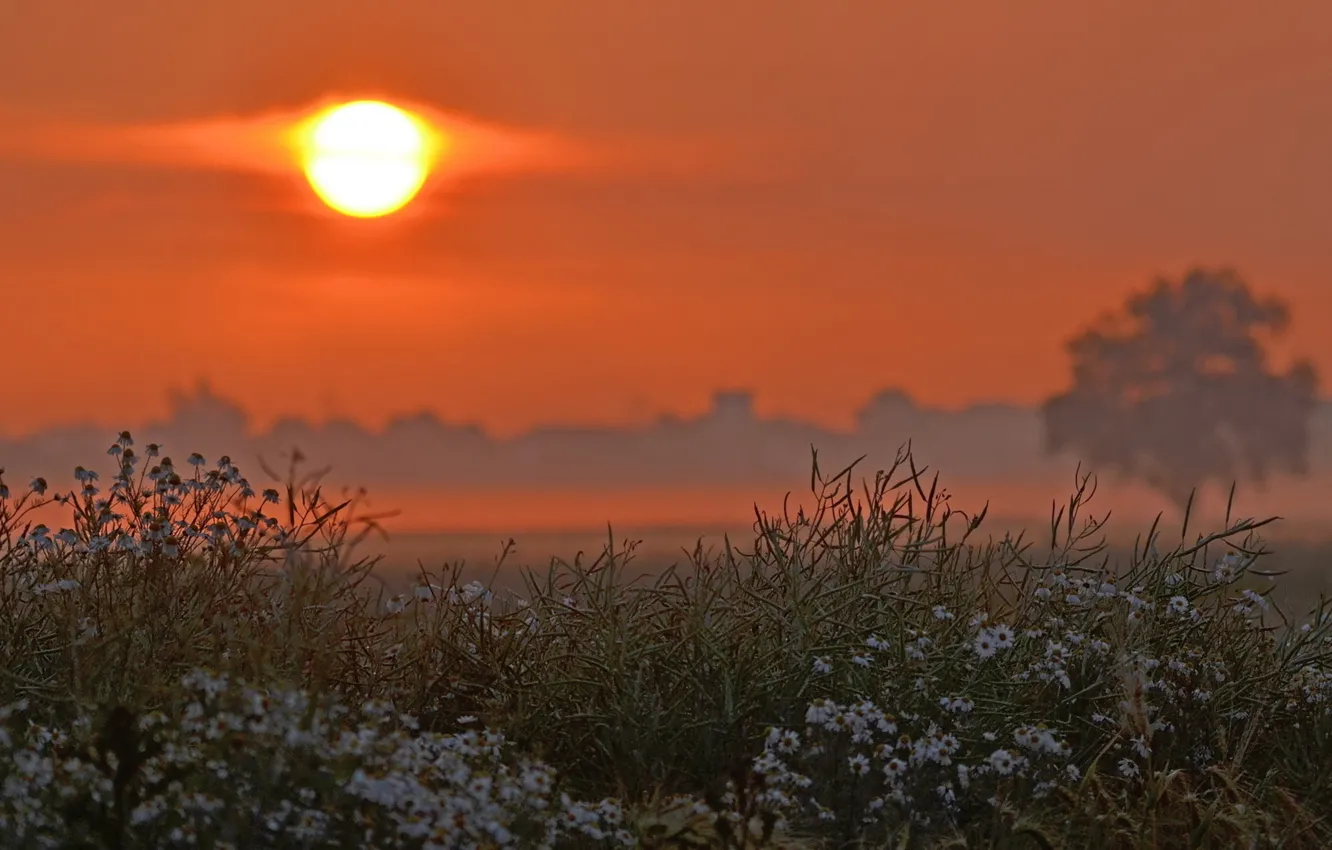 Photo wallpaper field, the sun, trees, flowers