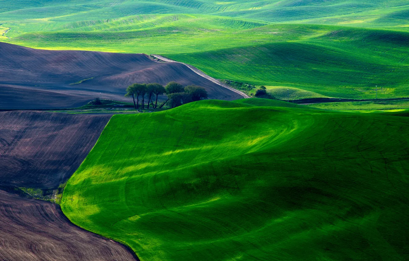 Photo wallpaper field, grass, earth, carpet, spring