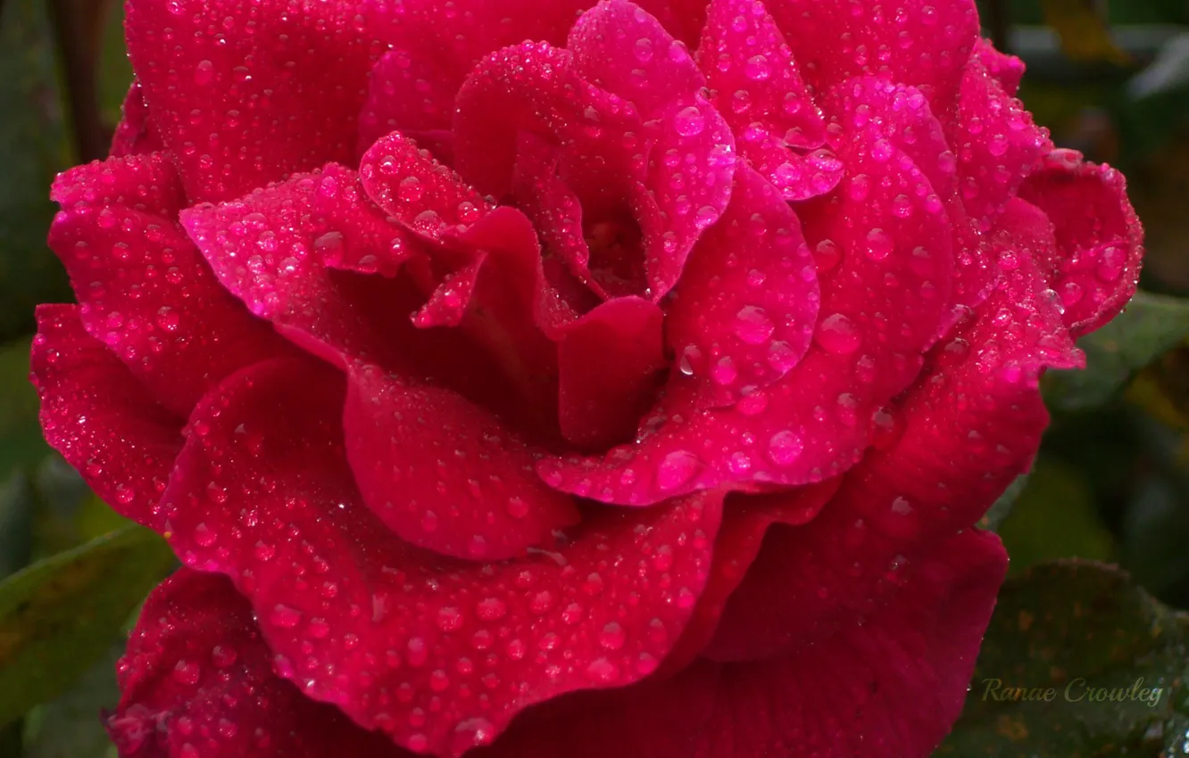 Photo wallpaper drops, roses, rose, drops, dark pink