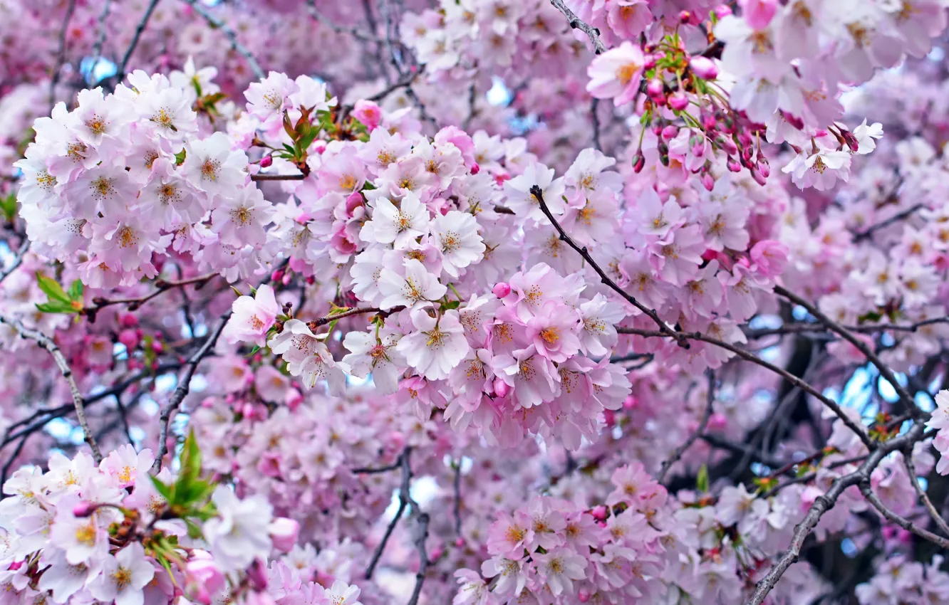 Photo wallpaper cherry, tree, pink, spring, Sakura