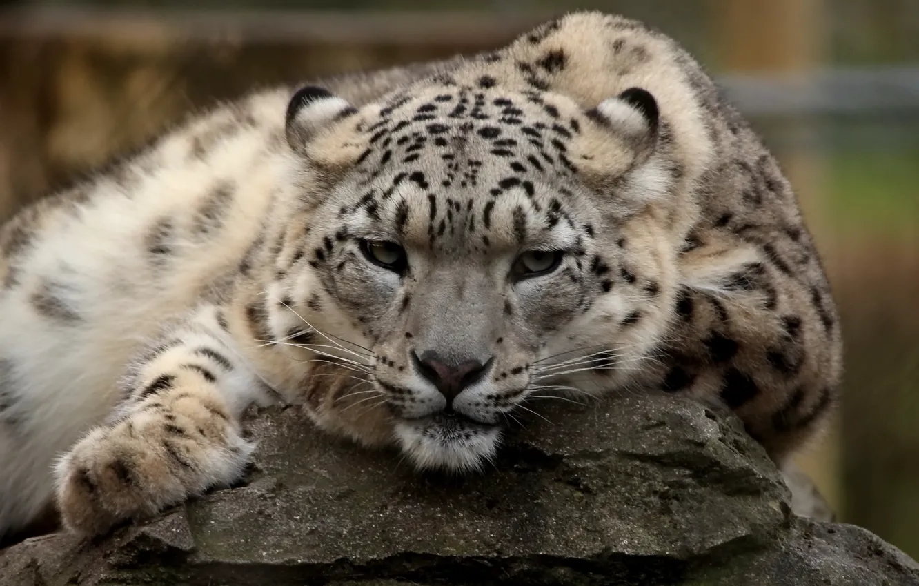 Photo wallpaper look, face, stay, predator, IRBIS, snow leopard