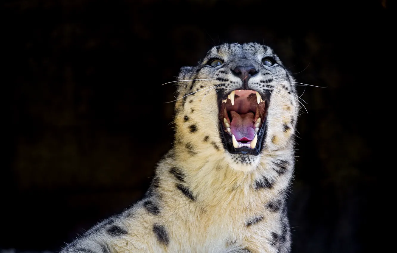 Photo wallpaper predator, grin, IRBIS, snow leopard, snow leopard, wild cat
