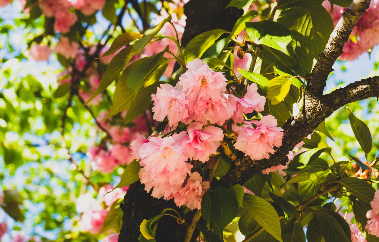 Photo wallpaper leaves, trees, flowers, branches, spring, flowering, almonds