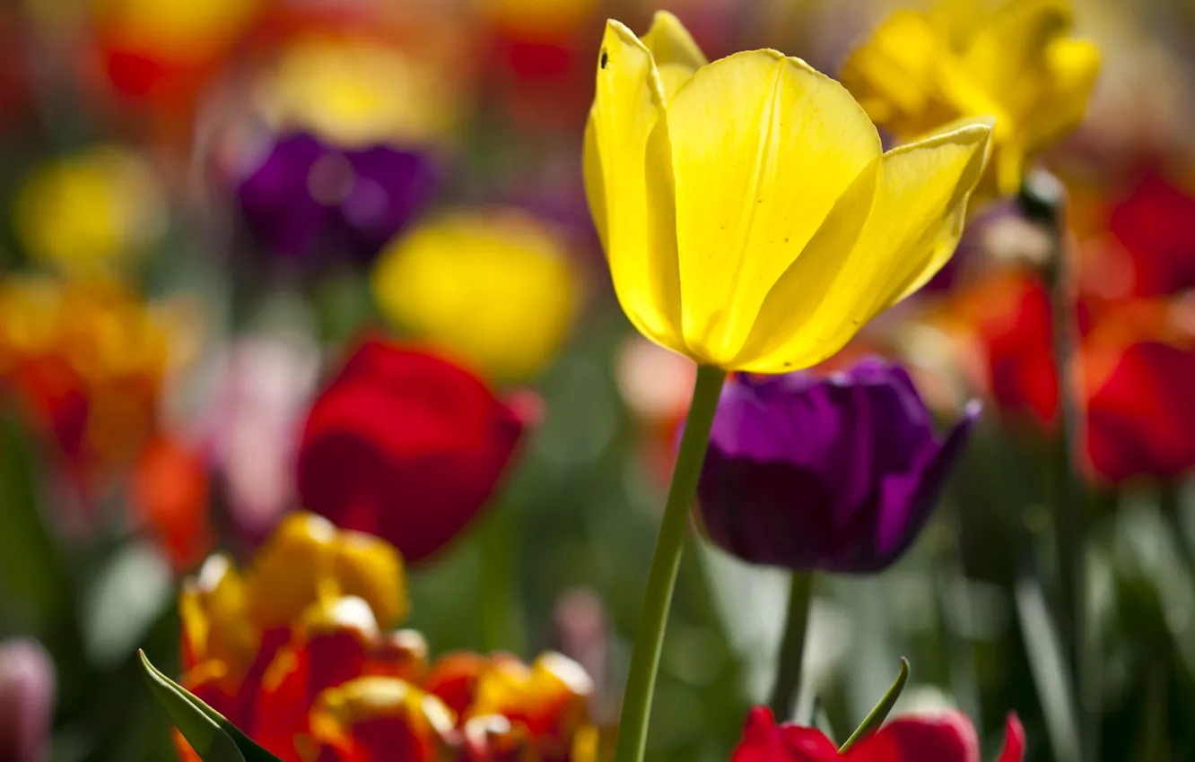 Photo wallpaper flowers, colored, tulips, Sunny, a lot, different