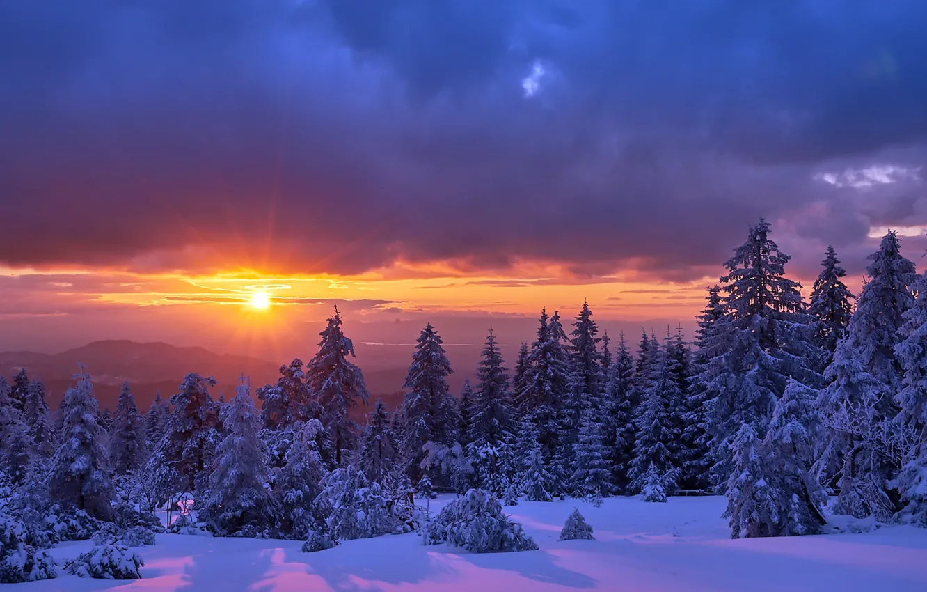 Photo wallpaper winter, forest, sunset