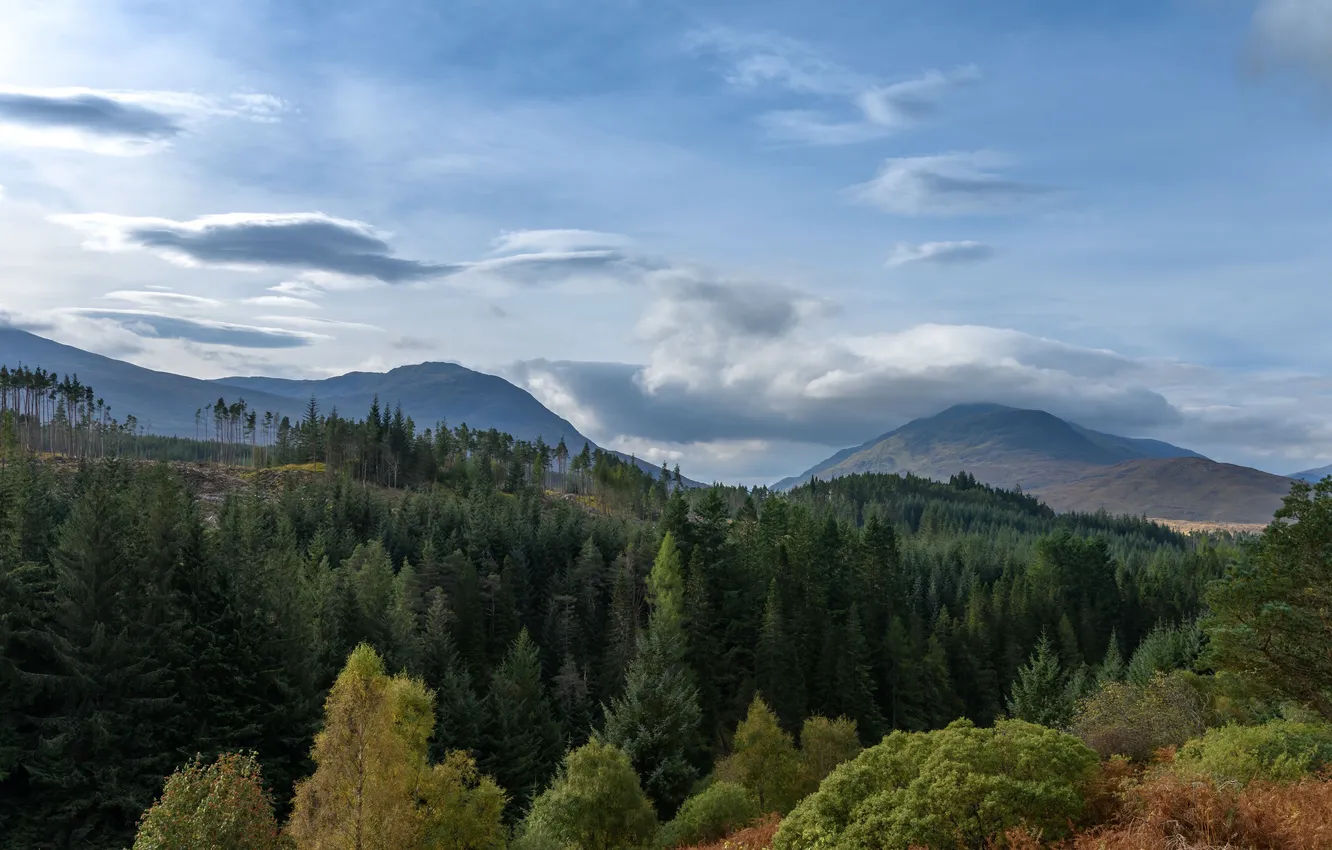 Photo wallpaper forest, the sky, clouds, trees, nature, beauty, horizon, space