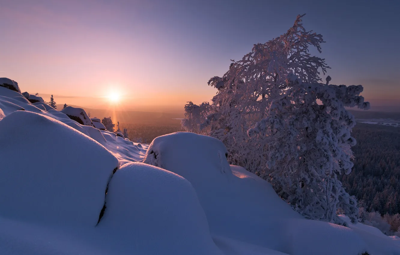 Photo wallpaper winter, frost, forest, the sky, the sun, rays, snow, trees