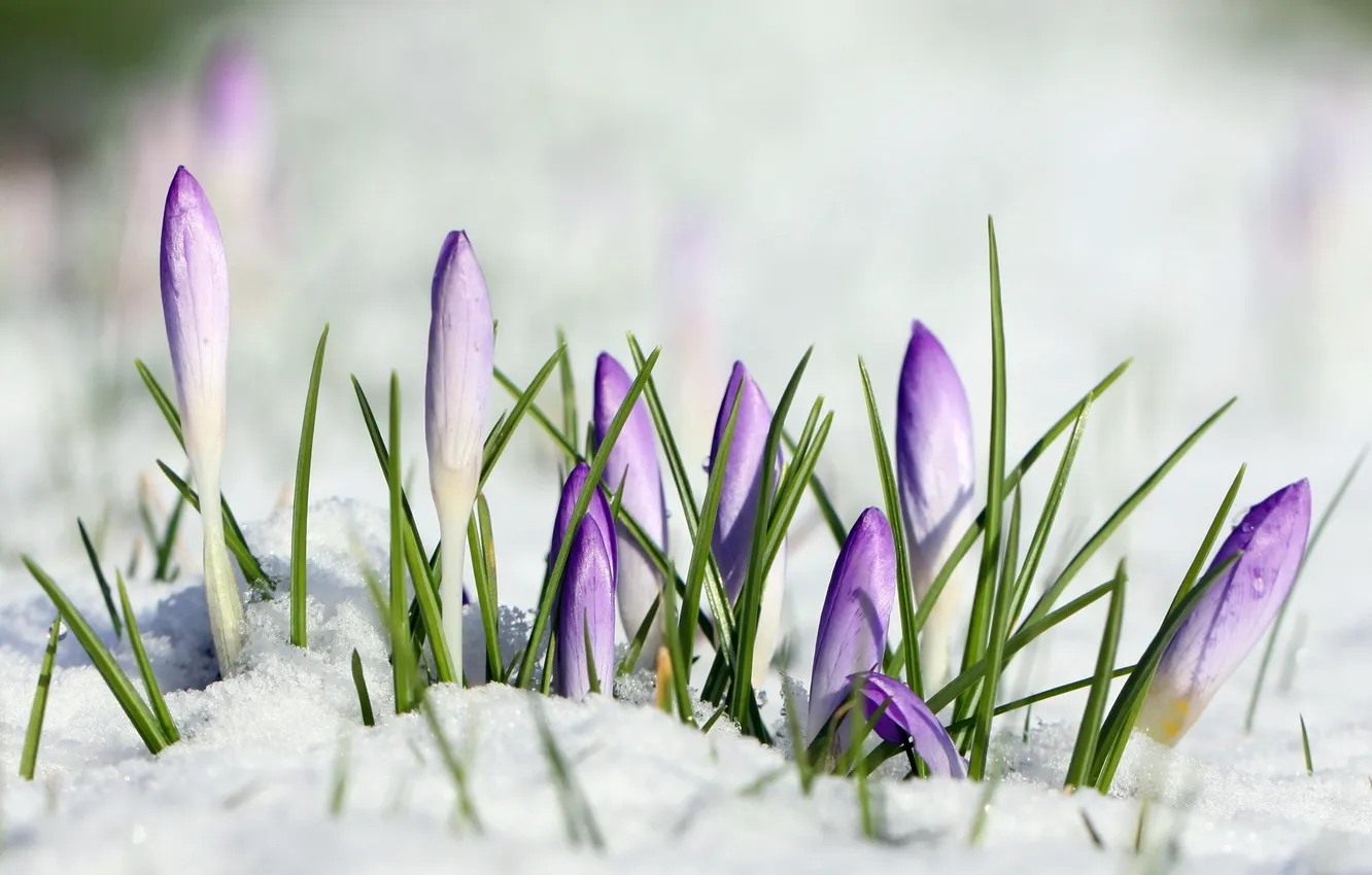 Photo wallpaper macro, snow, flowers, Crocus