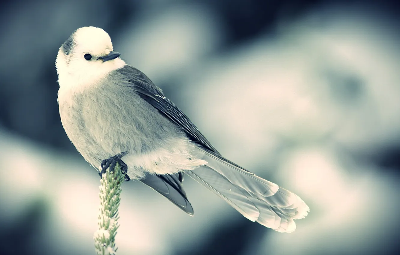 Photo wallpaper snow, bird, spikelets, sitting