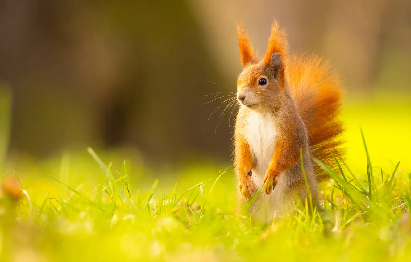 Photo wallpaper greens, grass, look, glade, legs, protein, tail, red